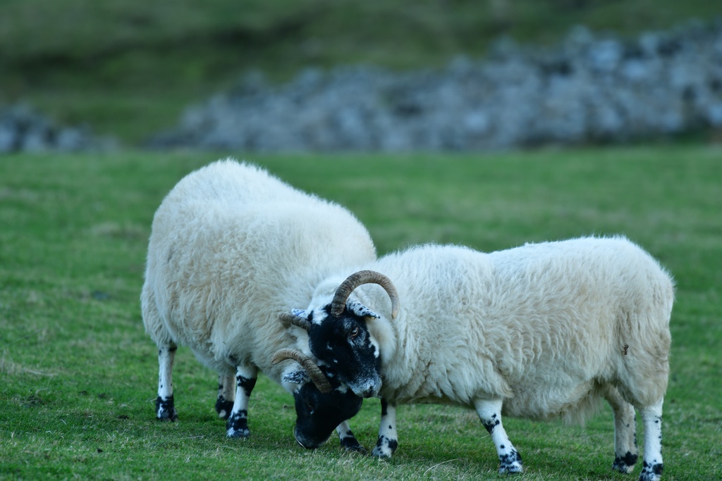 2018-11 Scotland/Talisker/DSC_7408.JPG